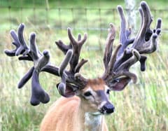 High Roller – Deer Breeder In Texas Whitetail Deer For Sale