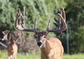 M3 Whitetails are Texas deer breeders that specialize in raising and selling whitetail Breeder Bucks, whitetail DMP Bucks, whitetail Stocker Bucks, as well as open and bred whitetail does. Big Texas Typicals are what buyers want when buying Texas DMP Bucks, Stocker Bucks, and Breeder Bucks. Our whitetail deer for sale are sure to impress prospective buyers and are priced competitively.