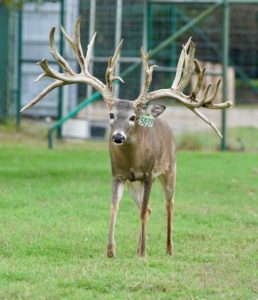 M3 Whitetails – McNificent @ 3 – Deer Breeder In Texas Whitetail Deer ...