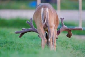 61720192 McNificent back view, head down