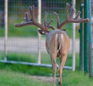 61720193 View from behind of McNificent walking towards the gate.