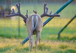 61720194 McNificent rear view with wide rack.