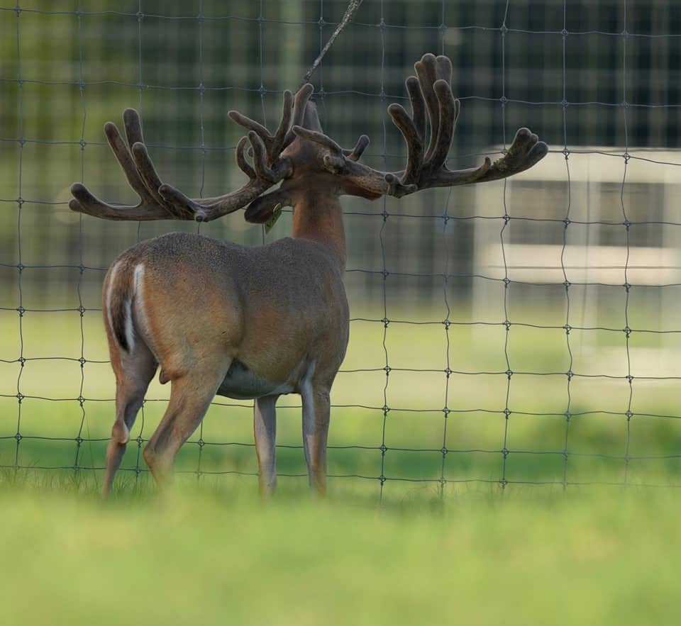 Breeder buck McNificent holding his head high displaying his wide rack on our Texas deer farm.