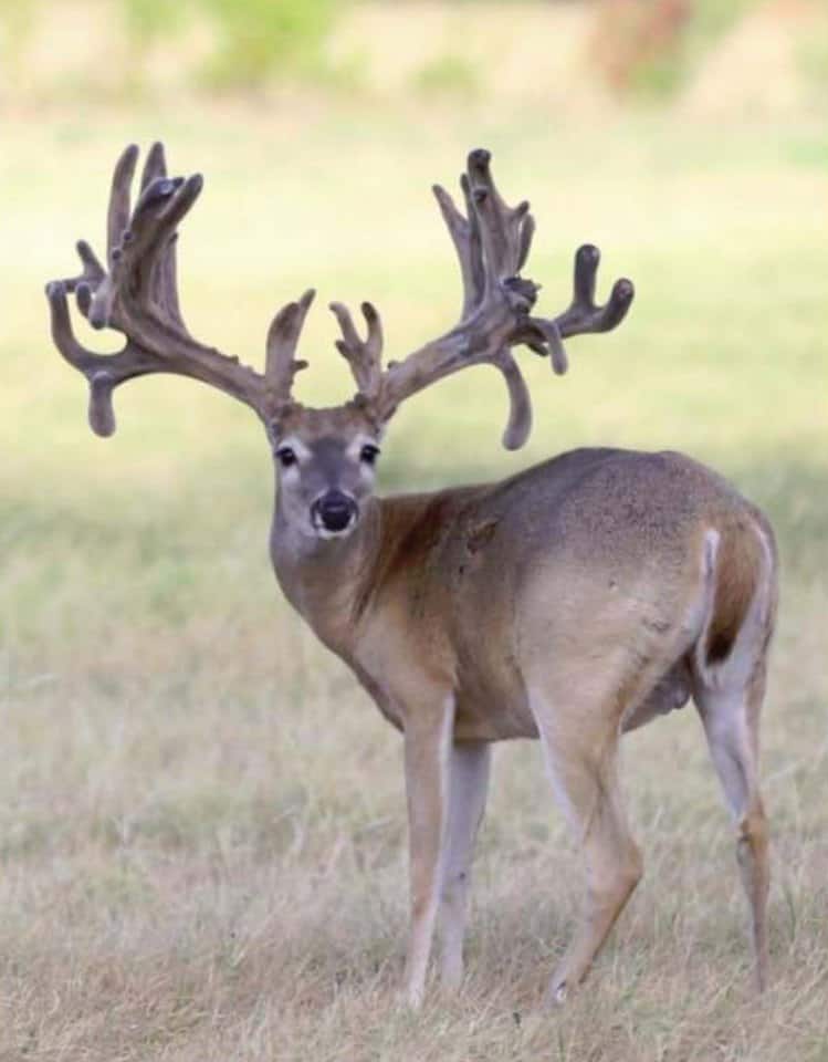 M3 Whitetails…….How much can a buck improve between 2 and 3? – Deer ...