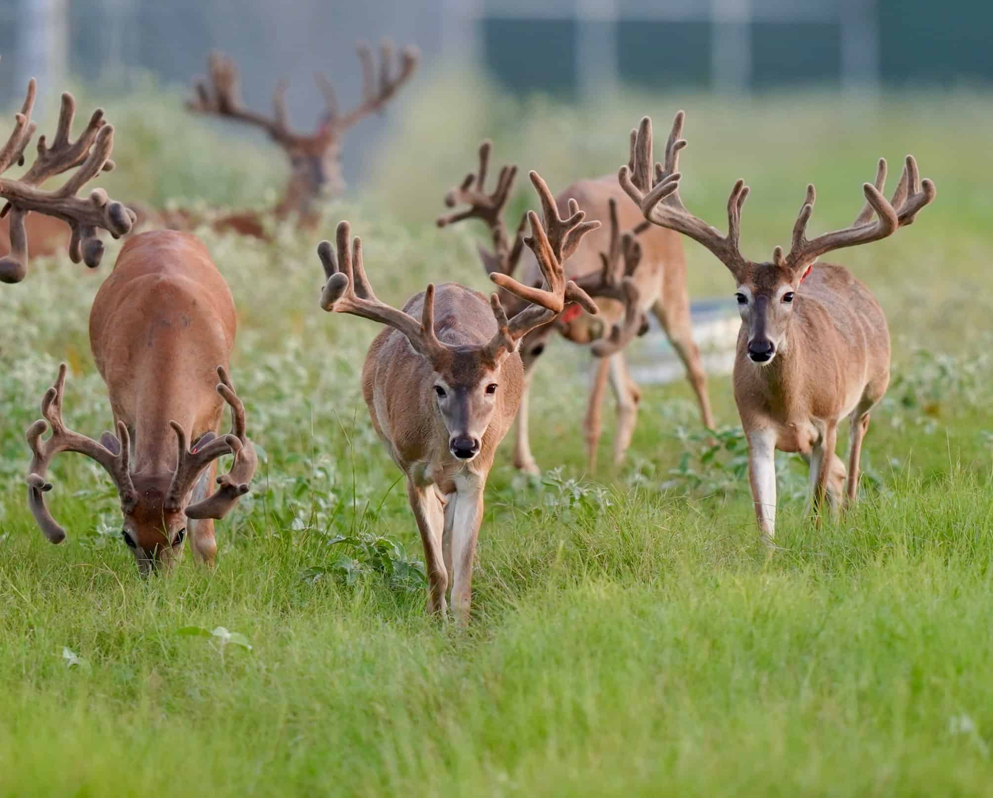 M3 Whitetails…. IF ONLY … these were yearlings! Deer Breeder In Texas