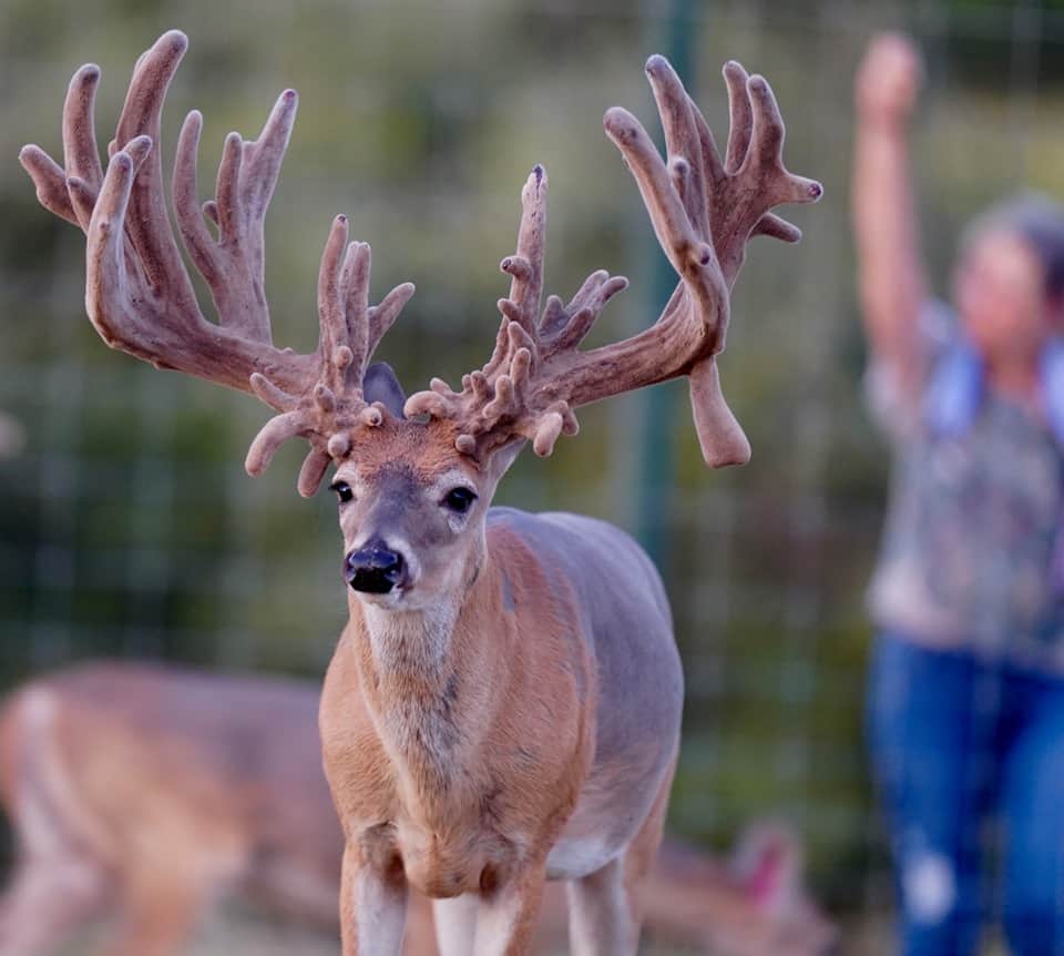 M3 Whitetails…. Looks like the bull (buck) pen is getting ready… – Deer ...