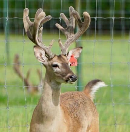 This exceptional M3 Whitetail buck is a one year old on our deer farm in Texas. As deer breeders, we specialize in raising Big Texas Typicals with exceptional genetic lines in their pedigrees.