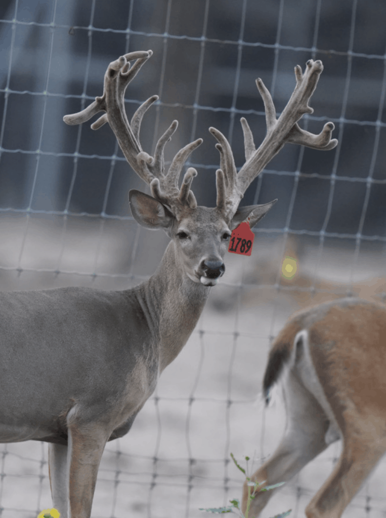 M3 Whitetails…Deer Farming 101 …we don’t cull… Deer Breeder In Texas