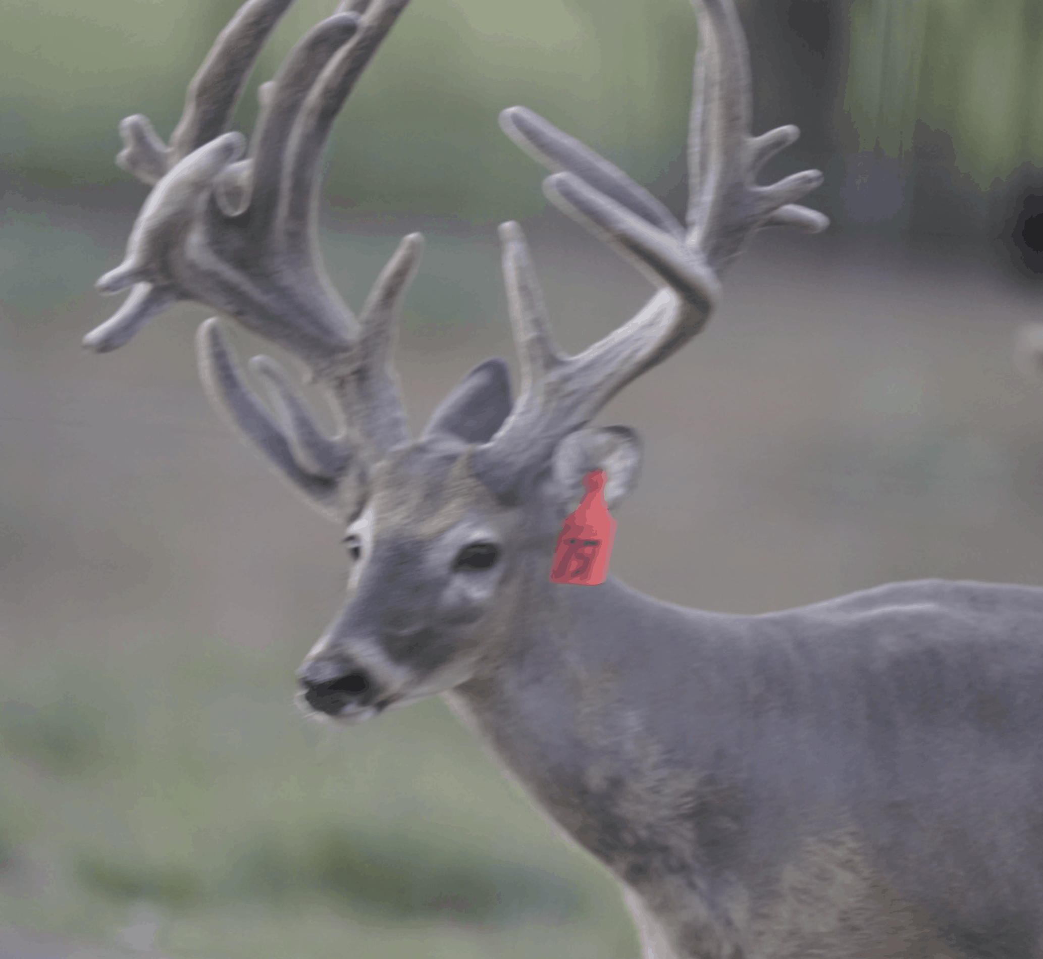 M3-Red 757 is among our premium 2017 whitetail bucks for sale on our Texas Deer Farm.