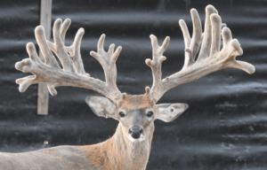 Whitetail breeder buck M3 McStep Child is a recently added asset to our Texas deer breeding farm.