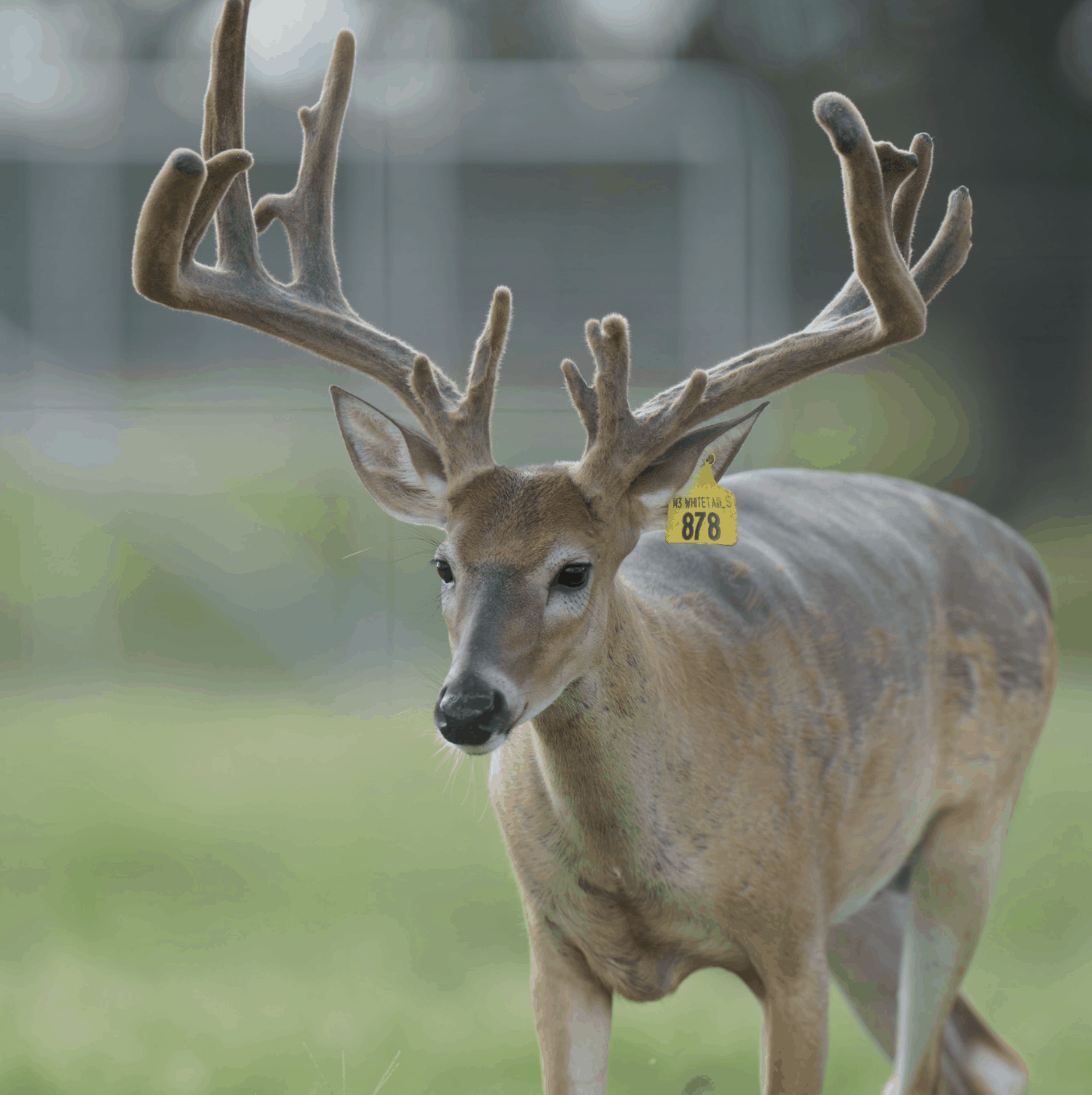 M3 Whitetails are Texas deer breeders that specialize in raising and selling whitetail Breeder Bucks, whitetail DMP Bucks, whitetail Stocker Bucks, as well as open and bred whitetail does. Big Texas Typicals are what buyers want when buying Texas DMP Bucks, Stocker Bucks, and Breeder Bucks. Our whitetail deer for sale are sure to impress prospective buyers and are priced competitively.