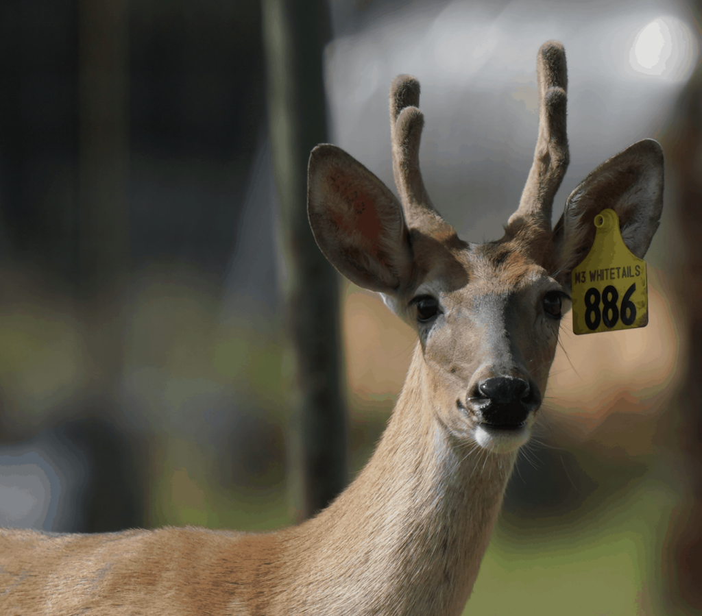 M3-Yellow 886 is among our premium 2018 whitetail bucks for sale on our Texas Deer Farm.