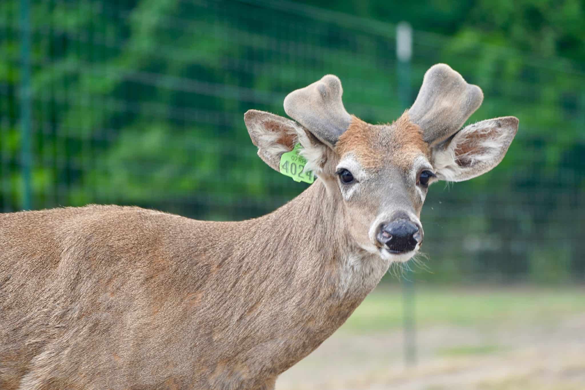 Starting to grow out here on our Texas deer farm, is Fallout. He is one of our outstanding certified whitetail Breeder Bucks and represents just some of our high quality genetic lines.