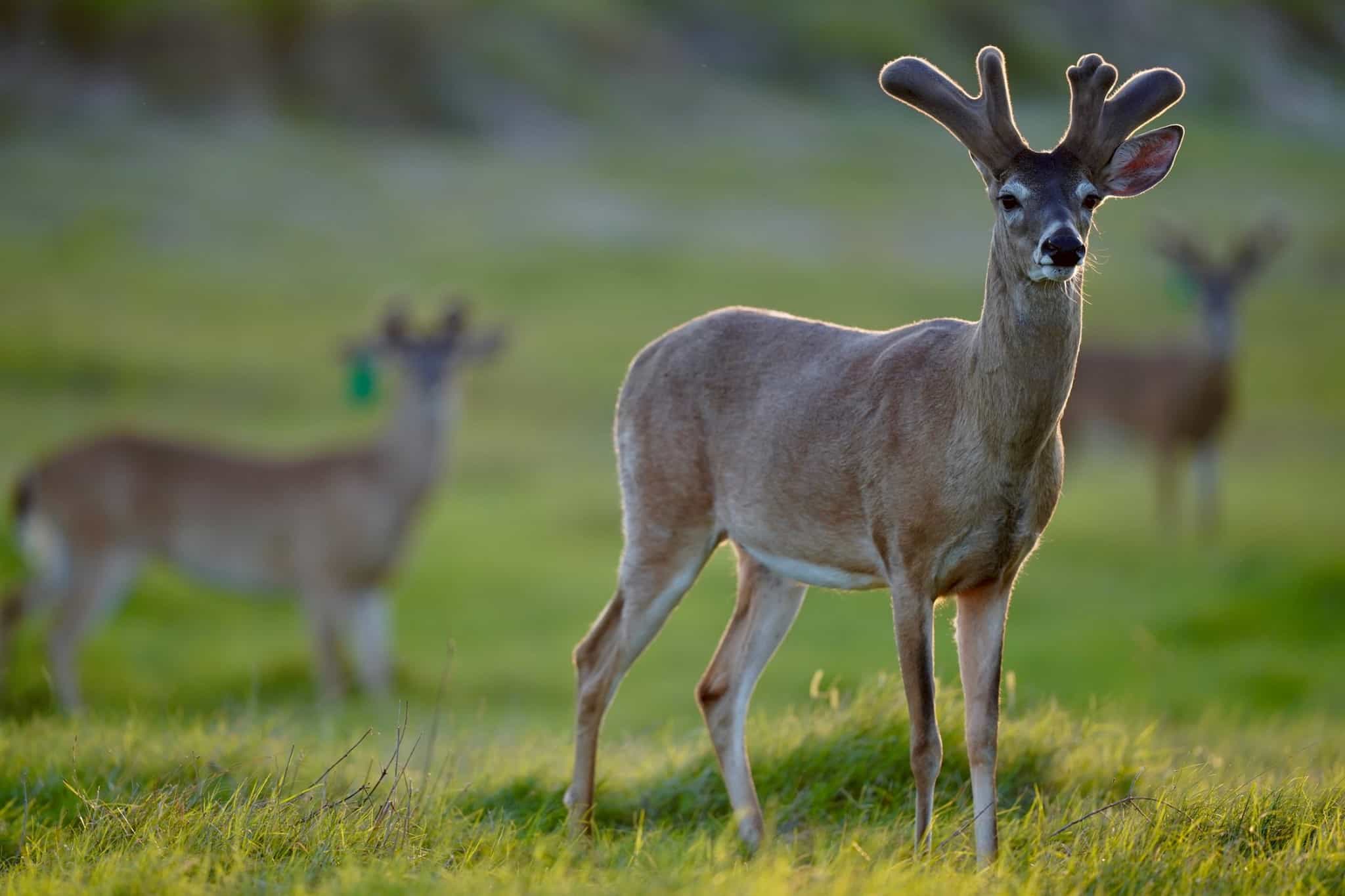 As a deer breeder, this one year old whitetail buck is making an excellent showing on our deer farm in Texas.