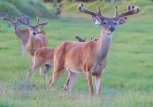 This M3 Whitetails buck is growing out nicely at our Texas whitetail deer farm.  M3 Whitetails are Texas deer breeders that specialize in raising and selling whitetail Breeder Bucks, whitetail DMP Bucks, whitetail Stocker Bucks, as well as open and bred whitetail does. Big Texas Typicals are what buyers want when buying Texas DMP Bucks, Stocker Bucks, and Breeder Bucks.  Our whitetail deer for sale are sure to impress prospective buyers and are priced competitively.