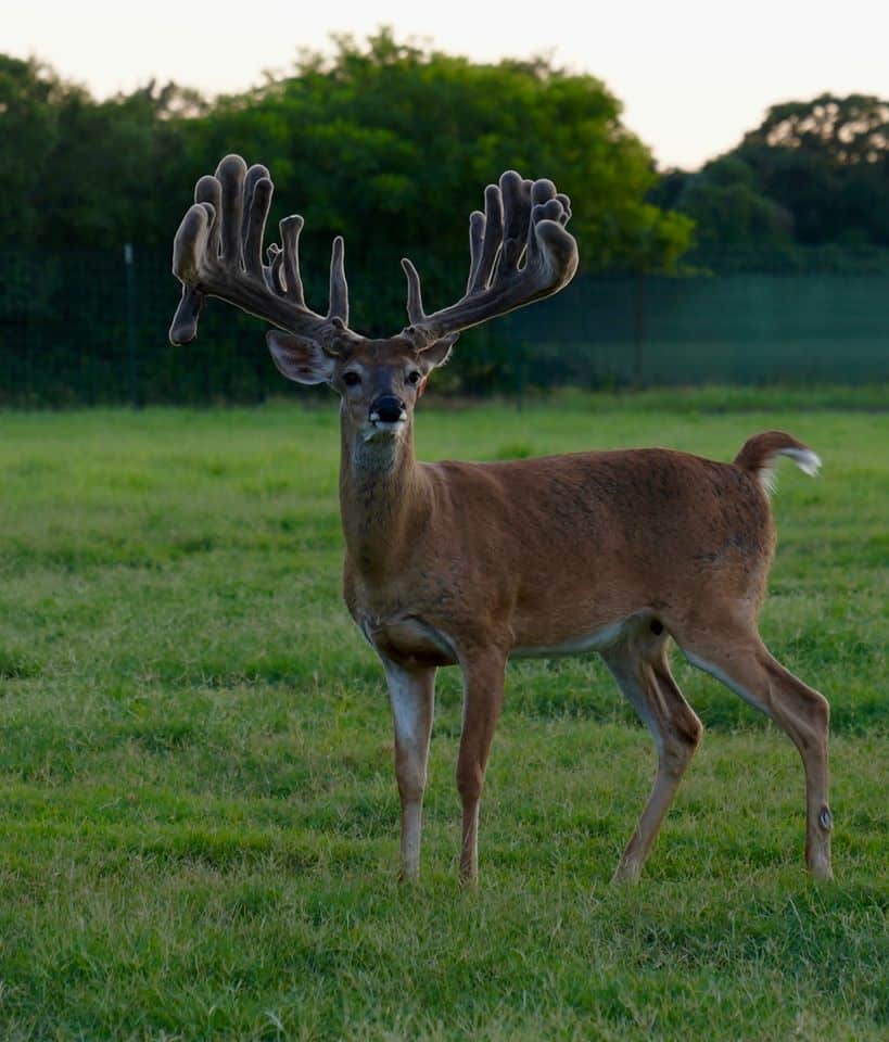 This M3 Whitetails buck is growing out nicely at our Texas whitetail deer farm.  M3 Whitetails are Texas deer breeders that specialize in raising and selling whitetail Breeder Bucks, whitetail DMP Bucks, whitetail Stocker Bucks, as well as open and bred whitetail does. Big Texas Typicals are what buyers want when buying Texas DMP Bucks, Stocker Bucks, and Breeder Bucks.  Our whitetail deer for sale are sure to impress prospective buyers and are priced competitively.