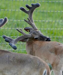 This M3 Whitetails buck is growing out nicely at our Texas whitetail deer farm.  M3 Whitetails are Texas deer breeders that specialize in raising and selling whitetail Breeder Bucks, whitetail DMP Bucks, whitetail Stocker Bucks, as well as open and bred whitetail does. Big Texas Typicals are what buyers want when buying Texas DMP Bucks, Stocker Bucks, and Breeder Bucks.  Our whitetail deer for sale are sure to impress prospective buyers and are priced competitively.