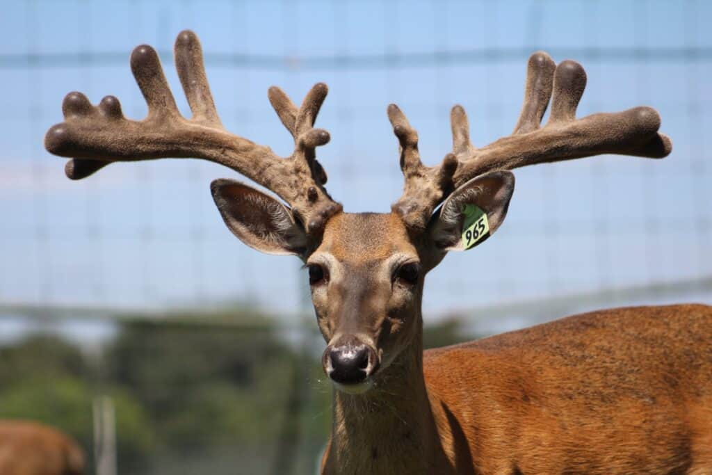 This M3 Whitetails buck is growing out nicely at our Texas whitetail deer farm.  M3 Whitetails are Texas deer breeders that specialize in raising and selling whitetail Breeder Bucks, whitetail DMP Bucks, whitetail Stocker Bucks, as well as open and bred whitetail does. Big Texas Typicals are what buyers want when buying Texas DMP Bucks, Stocker Bucks, and Breeder Bucks.  Our whitetail deer for sale are sure to impress prospective buyers and are priced competitively.