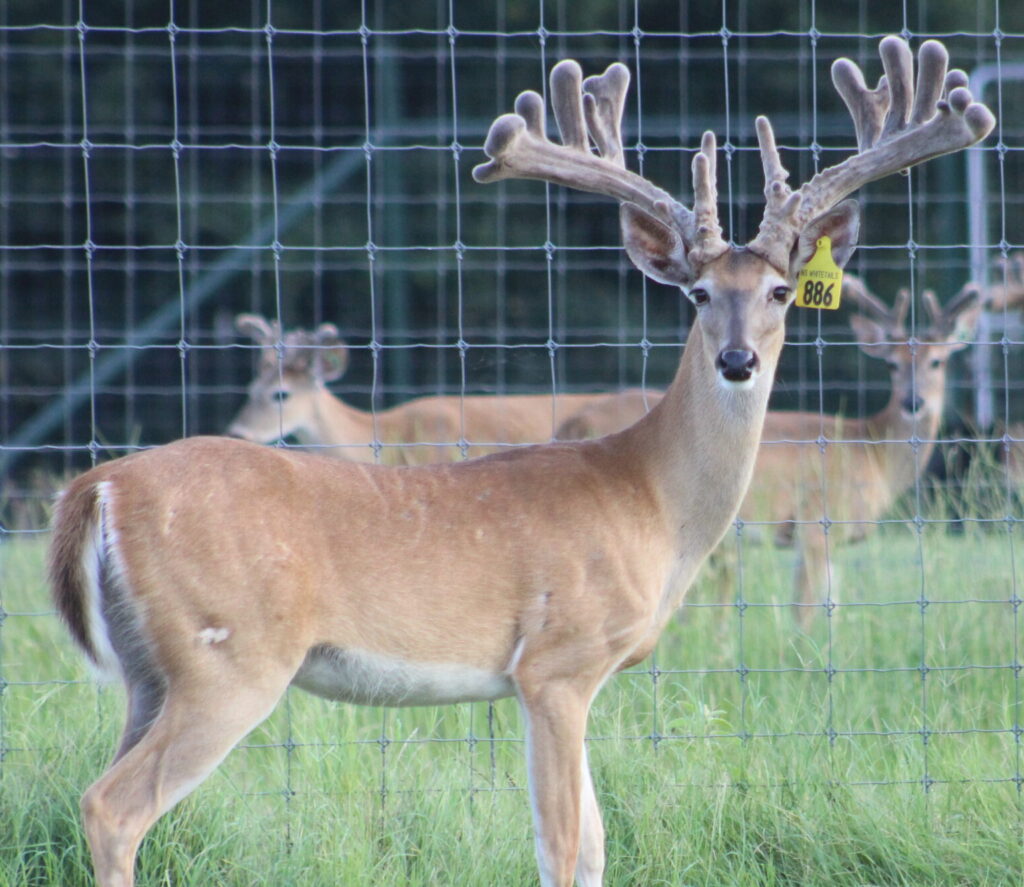 This M3 Whitetails buck is growing out nicely at our Texas whitetail deer farm. M3 Whitetails are Texas deer breeders that specialize in raising and selling whitetail Breeder Bucks, whitetail DMP Bucks, whitetail Stocker Bucks, as well as open and bred whitetail does. Big Texas Typicals are what buyers want when buying Texas DMP Bucks, Stocker Bucks, and Breeder Bucks. Our whitetail deer for sale are sure to impress prospective buyers and are priced competitively.