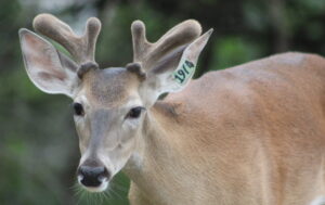 This M3 Whitetails buck is growing out nicely at our Texas whitetail deer farm. M3 Whitetails are Texas deer breeders that specialize in raising and selling whitetail Breeder Bucks, whitetail DMP Bucks, whitetail Stocker Bucks, as well as open and bred whitetail does. Big Texas Typicals are what buyers want when buying Texas DMP Bucks, Stocker Bucks, and Breeder Bucks. Our whitetail deer for sale are sure to impress prospective buyers and are priced competitively.