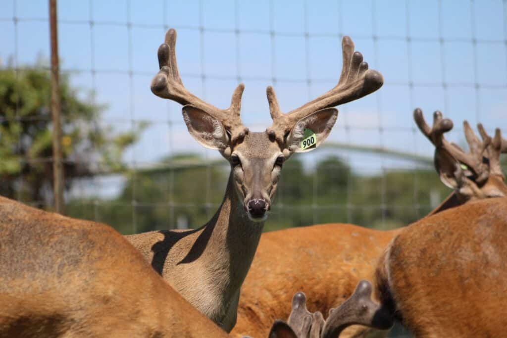 This M3 Whitetails buck is growing out nicely at our Texas whitetail deer farm.  M3 Whitetails are Texas deer breeders that specialize in raising and selling whitetail Breeder Bucks, whitetail DMP Bucks, whitetail Stocker Bucks, as well as open and bred whitetail does. Big Texas Typicals are what buyers want when buying Texas DMP Bucks, Stocker Bucks, and Breeder Bucks.  Our whitetail deer for sale are sure to impress prospective buyers and are priced competitively.