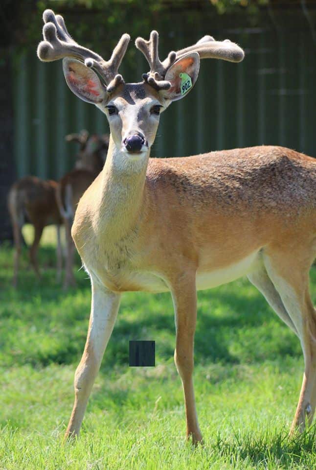This M3 Whitetails buck is growing out nicely at our Texas whitetail deer farm.  M3 Whitetails are Texas deer breeders that specialize in raising and selling whitetail Breeder Bucks, whitetail DMP Bucks, whitetail Stocker Bucks, as well as open and bred whitetail does. Big Texas Typicals are what buyers want when buying Texas DMP Bucks, Stocker Bucks, and Breeder Bucks.  Our whitetail deer for sale are sure to impress prospective buyers and are priced competitively.