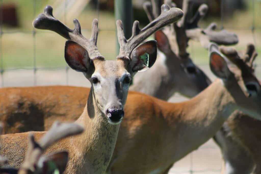 This M3 Whitetails buck is growing out nicely at our Texas whitetail deer farm.  M3 Whitetails are Texas deer breeders that specialize in raising and selling whitetail Breeder Bucks, whitetail DMP Bucks, whitetail Stocker Bucks, as well as open and bred whitetail does. Big Texas Typicals are what buyers want when buying Texas DMP Bucks, Stocker Bucks, and Breeder Bucks.  Our whitetail deer for sale are sure to impress prospective buyers and are priced competitively.