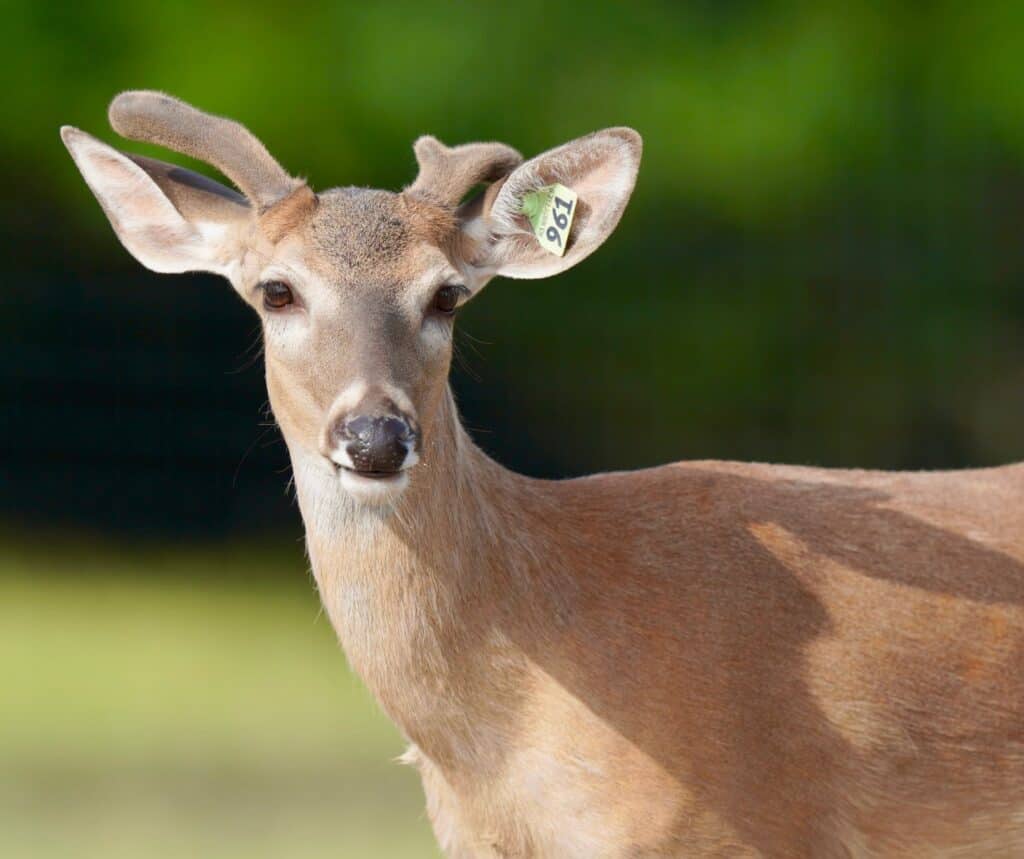 In our 2019 buck pen and starting to grow out on our Texas deer breeding farm is M3-Green 961 featured among our whitetail deer for sale.