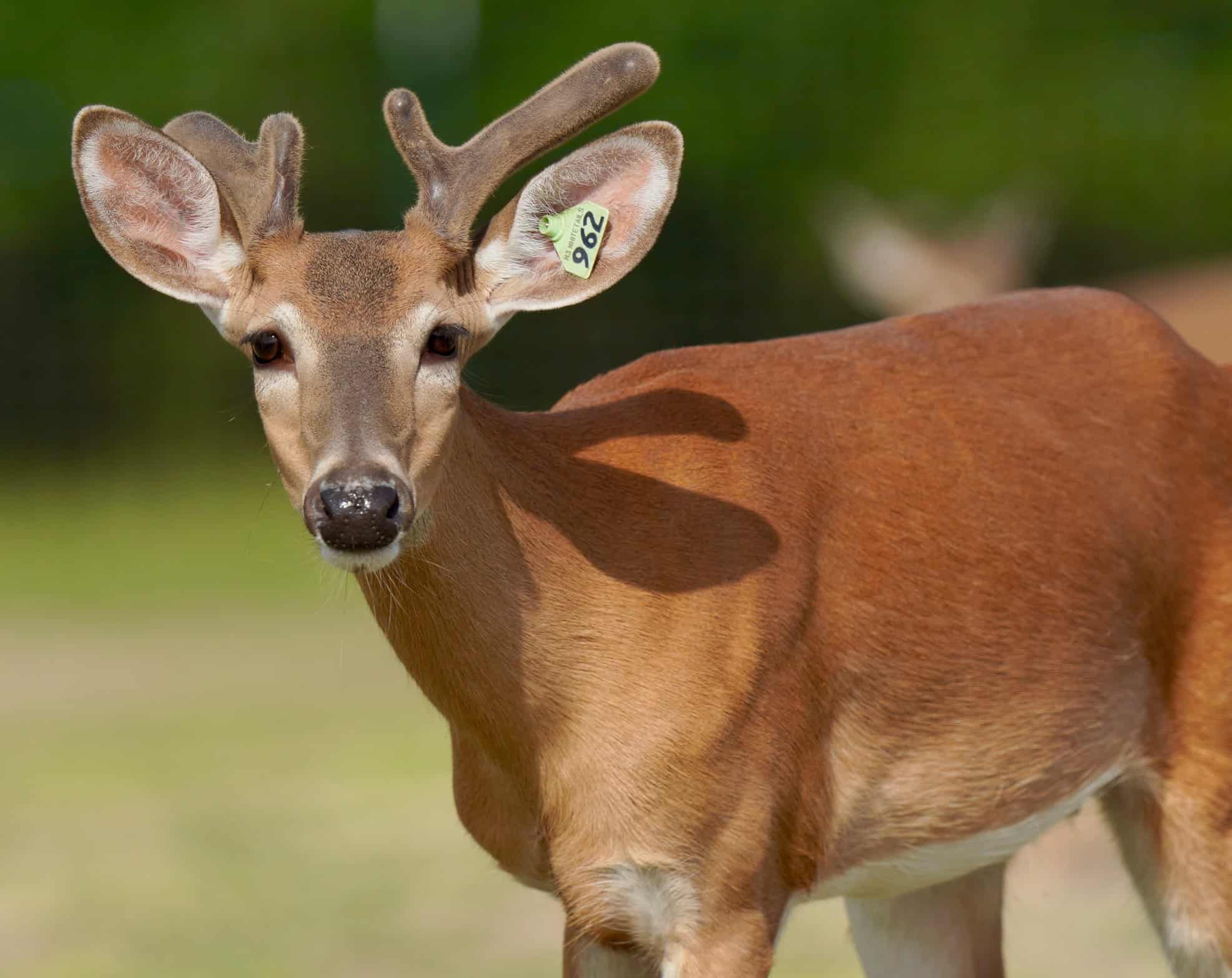 In our 2019 buck pen and starting to grow out on our Texas deer breeding farm is M3-Green 962 featured among our whitetail deer for sale.