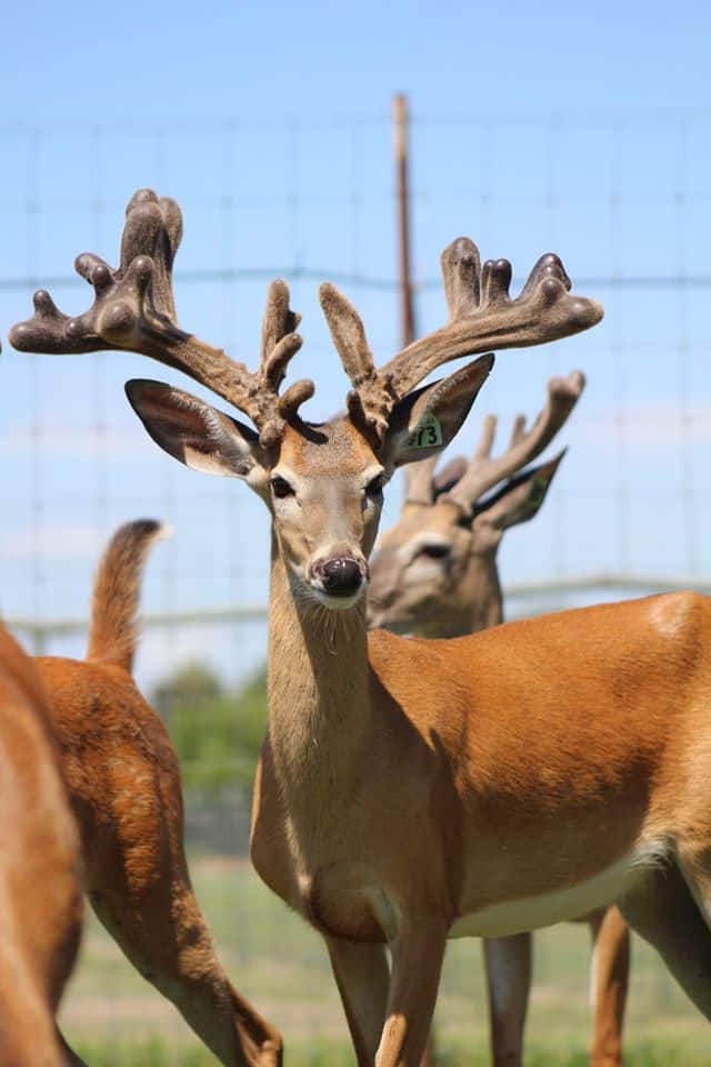 This M3 Whitetails buck is growing out nicely at our Texas whitetail deer farm.  M3 Whitetails are Texas deer breeders that specialize in raising and selling whitetail Breeder Bucks, whitetail DMP Bucks, whitetail Stocker Bucks, as well as open and bred whitetail does. Big Texas Typicals are what buyers want when buying Texas DMP Bucks, Stocker Bucks, and Breeder Bucks.  Our whitetail deer for sale are sure to impress prospective buyers and are priced competitively.