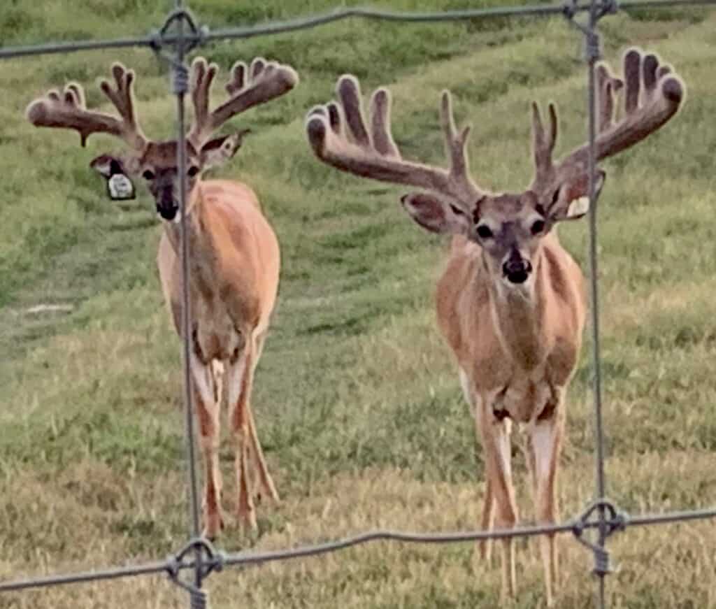 These M3 Whitetails bucks are growing out nicely at our Texas whitetail deer farm. M3 Whitetails are Texas deer breeders that specialize in raising and selling whitetail Breeder Bucks, whitetail DMP Bucks, whitetail Stocker Bucks, as well as open and bred whitetail does. Big Texas Typicals are what buyers want when buying Texas DMP Bucks, Stocker Bucks, and Breeder Bucks. Our whitetail deer for sale are sure to impress prospective buyers and are priced competitively.
