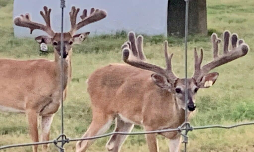 These M3 Whitetails bucks are growing out nicely at our Texas whitetail deer farm. M3 Whitetails are Texas deer breeders that specialize in raising and selling whitetail Breeder Bucks, whitetail DMP Bucks, whitetail Stocker Bucks, as well as open and bred whitetail does. Big Texas Typicals are what buyers want when buying Texas DMP Bucks, Stocker Bucks, and Breeder Bucks. Our whitetail deer for sale are sure to impress prospective buyers and are priced very competitively.