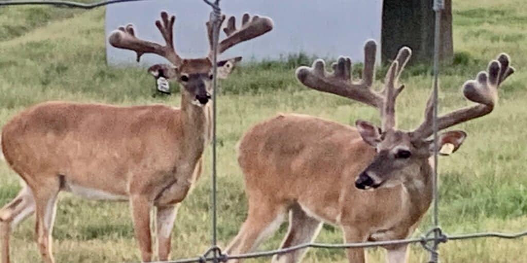 These M3 Whitetails bucks are growing out nicely at our Texas whitetail deer farm. M3 Whitetails are Texas deer breeders that specialize in raising and selling whitetail Breeder Bucks, whitetail DMP Bucks, whitetail Stocker Bucks, as well as open and bred whitetail does. Big Texas Typicals are what buyers want when buying Texas DMP Bucks, Stocker Bucks, and Breeder Bucks. Our whitetail deer for sale are sure to impress prospective buyers and are priced competitively.
