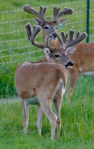 These M3 Whitetails bucks are growing out nicely at our Texas whitetail deer farm.  M3 Whitetails are Texas deer breeders that specialize in raising and selling whitetail Breeder Bucks, whitetail DMP Bucks, whitetail Stocker Bucks, as well as open and bred whitetail does. Big Texas Typicals are what buyers want when buying Texas DMP Bucks, Stocker Bucks, and Breeder Bucks.  Our whitetail deer for sale are sure to impress prospective buyers and are priced competitively.