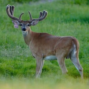 This M3 Whitetails buck is growing out nicely at our Texas whitetail deer farm.  M3 Whitetails are Texas deer breeders that specialize in raising and selling whitetail Breeder Bucks, whitetail DMP bucks, whitetail Stocker Bucks, as well as open and bred whitetail does. Big Texas Typicals are what buyers want when buying Texas DMP Bucks, Stocker Bucks, and Breeder Bucks.  Our whitetail deer for sale are sure to impress prospective buyers and are priced competitively.