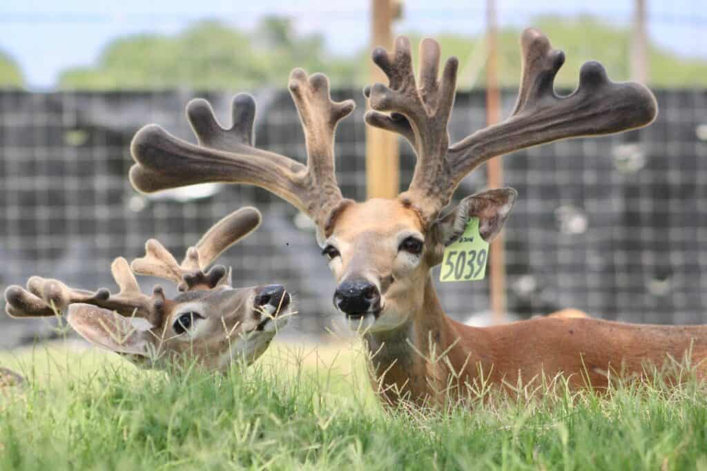 These M3 Whitetails bucks are growing out nicely at our Texas whitetail deer farm. M3 Whitetails are Texas deer breeders that specialize in raising and selling whitetail Breeder Bucks, whitetail DMP Bucks, whitetail Stocker Bucks, as well as open and bred whitetail does. Big Texas Typicals are what buyers want when buying Texas DMP Bucks, Stocker Bucks, and Breeder Bucks. Our whitetail deer for sale are sure to impress prospective buyers and are priced competitively.