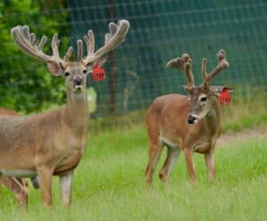 These M3 Whitetails bucks are growing out nicely at our Texas whitetail deer farm.  M3 Whitetails are Texas deer breeders that specialize in raising and selling whitetail Breeder Bucks, whitetail DMP bucks, whitetail Stocker Bucks, as well as open and bred whitetail does. Big Texas Typicals are what buyers want when buying Texas DMP Bucks, Stocker Bucks, and Breeder Bucks.  Our whitetail deer for sale are sure to impress prospective buyers and are priced competitively.