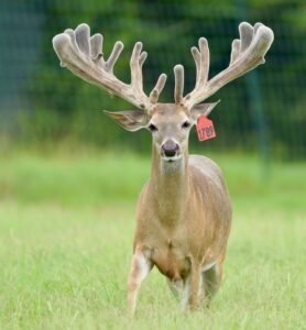 This M3 Whitetails buck is growing out nicely at our Texas whitetail deer farm.  M3 Whitetails are Texas deer breeders that specialize in raising and selling whitetail Breeder Bucks, whitetail DMP bucks, whitetail Stocker Bucks, as well as open and bred whitetail does. Big Texas Typicals are what buyers want when buying Texas DMP Bucks, Stocker Bucks, and Breeder Bucks.  Our whitetail deer for sale are sure to impress prospective buyers and are priced competitively. 