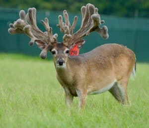 This M3 Whitetails buck is growing out nicely at our Texas whitetail deer farm.  M3 Whitetails are Texas deer breeders that specialize in raising and selling whitetail Breeder Bucks, whitetail DMP bucks, whitetail Stocker Bucks, as well as open and bred whitetail does. Big Texas Typicals are what buyers want when buying Texas DMP Bucks, Stocker Bucks, and Breeder Bucks.  Our whitetail deer for sale are sure to impress prospective buyers and are priced competitively. 