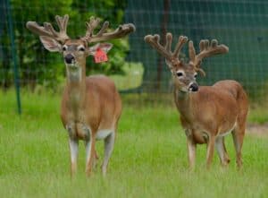 These M3 Whitetails bucks are growing out nicely at our Texas whitetail deer farm.  M3 Whitetails are Texas deer breeders that specialize in raising and selling whitetail Breeder Bucks, whitetail DMP bucks, whitetail Stocker Bucks, as well as open and bred whitetail does. Big Texas Typicals are what buyers want when buying Texas DMP Bucks, Stocker Bucks, and Breeder Bucks.  Our whitetail deer for sale are sure to impress prospective buyers and are priced competitively. 