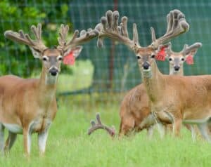 These M3 Whitetails bucks are growing out nicely at our Texas whitetail deer farm.  M3 Whitetails are Texas deer breeders that specialize in raising and selling whitetail Breeder Bucks, whitetail DMP bucks, whitetail Stocker Bucks, as well as open and bred whitetail does. Big Texas Typicals are what buyers want when buying Texas DMP Bucks, Stocker Bucks, and Breeder Bucks.  Our redtag whitetail deer for sale are sure to impress prospective buyers and are priced competitively.