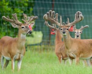 These M3 Whitetails bucks are growing out nicely at our Texas whitetail deer farm. M3 Whitetails are Texas deer breeders that specialize in raising and selling whitetail Breeder Bucks, whitetail DMP bucks, whitetail Stocker Bucks, as well as open and bred whitetail does. Big Texas Typicals are what buyers want when buying Texas DMP Bucks, Stocker Bucks, and Breeder Bucks. Our whitetail deer for sale are sure to impress prospective buyers and are priced competitively.