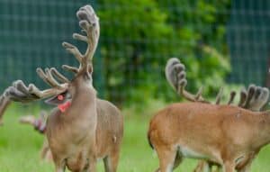 These 2017 M3 Whitetails bucks are growing out nicely at our Texas whitetail deer farm.  M3 Whitetails are Texas deer breeders that specialize in raising and selling whitetail Breeder Bucks, whitetail DMP bucks, whitetail Stocker Bucks, as well as open and bred whitetail does. Big Texas Typicals are what buyers want when buying Texas DMP Bucks, Stocker Bucks, and Breeder Bucks.  Our whitetail deer for sale are sure to impress prospective buyers and are priced competitively.