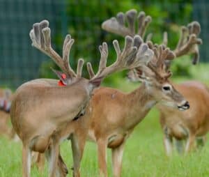 These M3 Whitetails 2017 redtag bucks in pen N15 are growing out nicely at our Texas whitetail deer farm.  M3 Whitetails are Texas deer breeders that specialize in raising and selling whitetail Breeder Bucks, whitetail DMP bucks, whitetail Stocker Bucks, as well as open and bred whitetail does. Big Texas Typicals are what buyers want when buying Texas DMP Bucks, Stocker Bucks, and Breeder Bucks.  Our whitetail deer for sale are sure to impress prospective buyers and are priced competitively