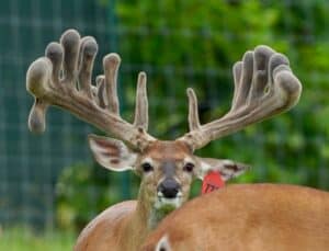 This M3 Whitetails buck is growing out nicely at our Texas whitetail deer farm.  M3 Whitetails are Texas deer breeders that specialize in raising and selling whitetail Breeder Bucks, whitetail DMP bucks, whitetail Stocker Bucks, as well as open and bred whitetail does. Big Texas Typicals are what buyers want when buying Texas DMP Bucks, Stocker Bucks, and Breeder Bucks.  Our whitetail deer for sale are sure to impress prospective buyers and are priced competitively. 