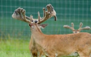 These M3 Whitetails redtag bucks are growing out nicely at our Texas whitetail deer farm.  M3 Whitetails are Texas deer breeders that specialize in raising and selling whitetail Breeder Bucks, whitetail DMP bucks, whitetail Stocker Bucks, as well as open and bred whitetail does. Big Texas Typicals are what buyers want when buying Texas DMP Bucks, Stocker Bucks, and Breeder Bucks.  Our whitetail deer for sale are sure to impress prospective buyers and are priced competitively.
