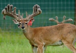 This M3 Whitetails buck, M3-Red 779 is growing out nicely at our Texas whitetail deer farm.  M3 Whitetails are Texas deer breeders that specialize in raising and selling whitetail Breeder Bucks, whitetail DMP bucks, whitetail Stocker Bucks, as well as open and bred whitetail does. Big Texas Typicals are what buyers want when buying Texas DMP Bucks, Stocker Bucks, and Breeder Bucks.  Our whitetail deer for sale are sure to impress prospective buyers and are priced competitively.