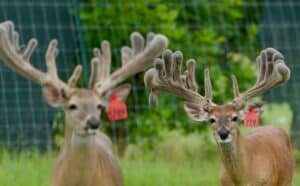 These M3 Whitetails bucks are growing out nicely at our Texas whitetail deer farm.  M3 Whitetails are Texas deer breeders that specialize in raising and selling whitetail Breeder Bucks, whitetail DMP bucks, whitetail Stocker Bucks, as well as open and bred whitetail does. Big Texas Typicals are what buyers want when buying Texas DMP Bucks, Stocker Bucks, and Breeder Bucks.  Our whitetail deer for sale are sure to impress prospective buyers and are priced competitively. 