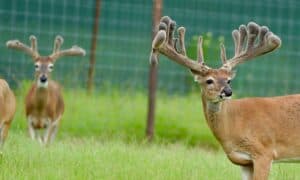This M3 Whitetails buck is growing out nicely at our Texas whitetail deer farm.  M3 Whitetails are Texas deer breeders that specialize in raising and selling whitetail Breeder Bucks, whitetail DMP bucks, whitetail Stocker Bucks, as well as open and bred whitetail does. Big Texas Typicals are what buyers want when buying Texas DMP Bucks, Stocker Bucks, and Breeder Bucks.  Our whitetail deer for sale are sure to impress prospective buyers and are priced competitively. 