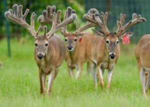These M3 Whitetails bucks are growing out nicely at our Texas whitetail deer farm.  M3 Whitetails are Texas deer breeders that specialize in raising and selling whitetail Breeder Bucks, whitetail DMP bucks, whitetail Stocker Bucks, as well as open and bred whitetail does. Big Texas Typicals are what buyers want when buying Texas DMP Bucks, Stocker Bucks, and Breeder Bucks.  Our whitetail deer for sale are sure to impress prospective buyers and are priced competitively.